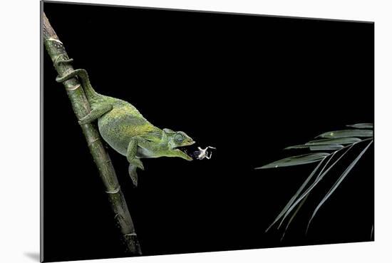 Chamaeleo Johnstoni (Johnston's Chameleon) - Capturing an Insect-Paul Starosta-Mounted Photographic Print