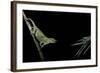 Chamaeleo Johnstoni (Johnston's Chameleon) - Capturing an Insect-Paul Starosta-Framed Photographic Print