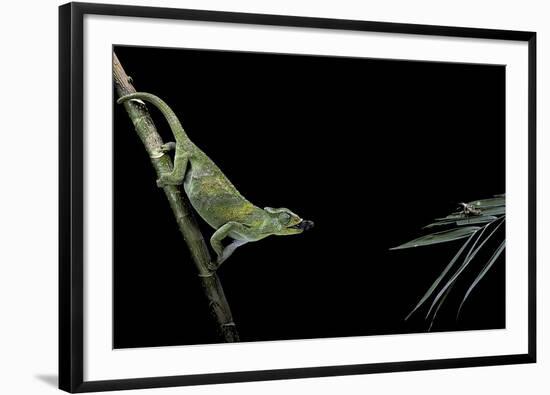 Chamaeleo Johnstoni (Johnston's Chameleon) - Capturing an Insect-Paul Starosta-Framed Photographic Print