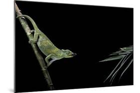 Chamaeleo Johnstoni (Johnston's Chameleon) - Capturing an Insect-Paul Starosta-Mounted Photographic Print
