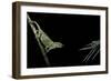 Chamaeleo Johnstoni (Johnston's Chameleon) - Capturing an Insect-Paul Starosta-Framed Photographic Print