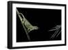 Chamaeleo Johnstoni (Johnston's Chameleon) - Capturing an Insect-Paul Starosta-Framed Photographic Print