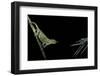 Chamaeleo Johnstoni (Johnston's Chameleon) - Capturing an Insect-Paul Starosta-Framed Photographic Print