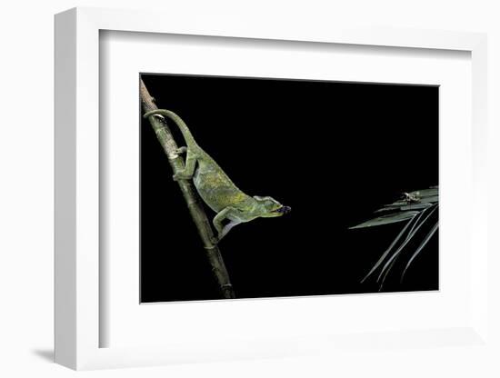 Chamaeleo Johnstoni (Johnston's Chameleon) - Capturing an Insect-Paul Starosta-Framed Photographic Print