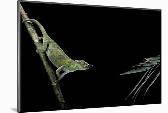 Chamaeleo Johnstoni (Johnston's Chameleon) - Capturing an Insect-Paul Starosta-Mounted Photographic Print