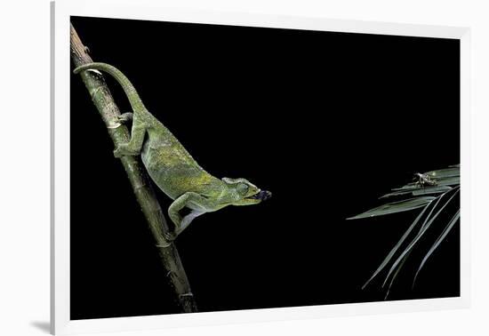 Chamaeleo Johnstoni (Johnston's Chameleon) - Capturing an Insect-Paul Starosta-Framed Photographic Print