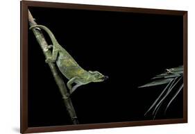 Chamaeleo Johnstoni (Johnston's Chameleon) - Capturing an Insect-Paul Starosta-Framed Photographic Print