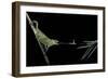 Chamaeleo Johnstoni (Johnston's Chameleon) - Capturing an Insect-Paul Starosta-Framed Photographic Print