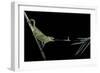 Chamaeleo Johnstoni (Johnston's Chameleon) - Capturing an Insect-Paul Starosta-Framed Photographic Print