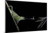 Chamaeleo Johnstoni (Johnston's Chameleon) - Capturing an Insect-Paul Starosta-Mounted Photographic Print