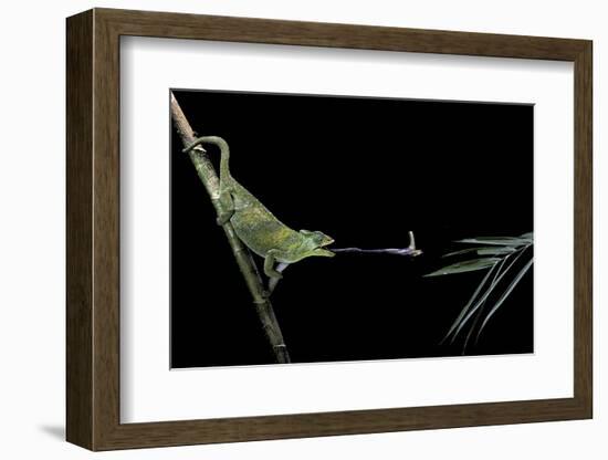 Chamaeleo Johnstoni (Johnston's Chameleon) - Capturing an Insect-Paul Starosta-Framed Photographic Print