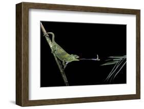 Chamaeleo Johnstoni (Johnston's Chameleon) - Capturing an Insect-Paul Starosta-Framed Photographic Print