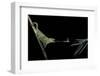 Chamaeleo Johnstoni (Johnston's Chameleon) - Capturing an Insect-Paul Starosta-Framed Photographic Print
