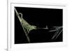 Chamaeleo Johnstoni (Johnston's Chameleon) - Capturing an Insect-Paul Starosta-Framed Photographic Print