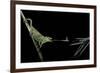 Chamaeleo Johnstoni (Johnston's Chameleon) - Capturing an Insect-Paul Starosta-Framed Photographic Print