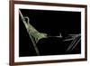 Chamaeleo Johnstoni (Johnston's Chameleon) - Capturing an Insect-Paul Starosta-Framed Photographic Print