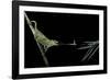 Chamaeleo Johnstoni (Johnston's Chameleon) - Capturing an Insect-Paul Starosta-Framed Photographic Print