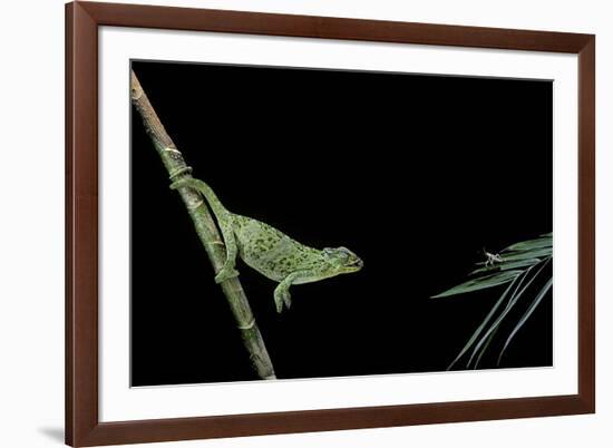 Chamaeleo Johnstoni (Johnston's Chameleon) - Capturing an Insect-Paul Starosta-Framed Photographic Print