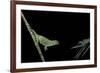 Chamaeleo Johnstoni (Johnston's Chameleon) - Capturing an Insect-Paul Starosta-Framed Photographic Print