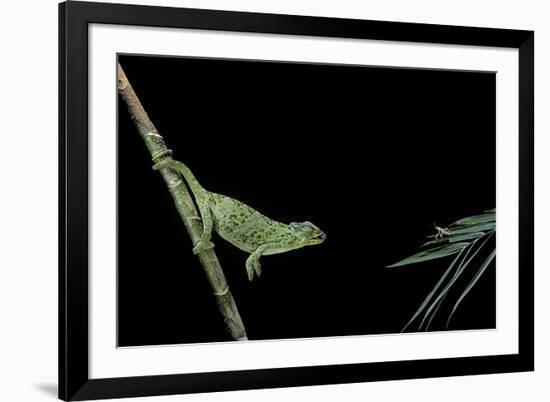 Chamaeleo Johnstoni (Johnston's Chameleon) - Capturing an Insect-Paul Starosta-Framed Photographic Print