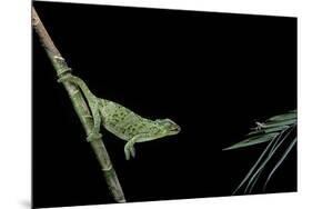 Chamaeleo Johnstoni (Johnston's Chameleon) - Capturing an Insect-Paul Starosta-Mounted Photographic Print