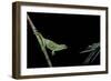 Chamaeleo Johnstoni (Johnston's Chameleon) - Capturing an Insect-Paul Starosta-Framed Photographic Print