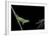 Chamaeleo Johnstoni (Johnston's Chameleon) - Capturing an Insect-Paul Starosta-Framed Photographic Print