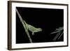 Chamaeleo Johnstoni (Johnston's Chameleon) - Capturing an Insect-Paul Starosta-Framed Photographic Print