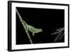 Chamaeleo Johnstoni (Johnston's Chameleon) - Capturing an Insect-Paul Starosta-Framed Photographic Print