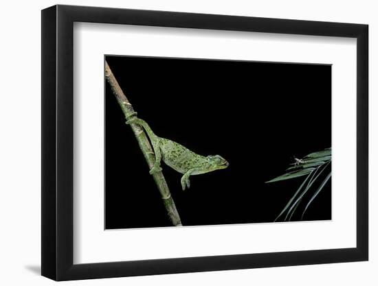 Chamaeleo Johnstoni (Johnston's Chameleon) - Capturing an Insect-Paul Starosta-Framed Photographic Print