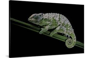 Chamaeleo Johnstoni (Johnston's Chameleon) - Shedding its Skin-Paul Starosta-Stretched Canvas