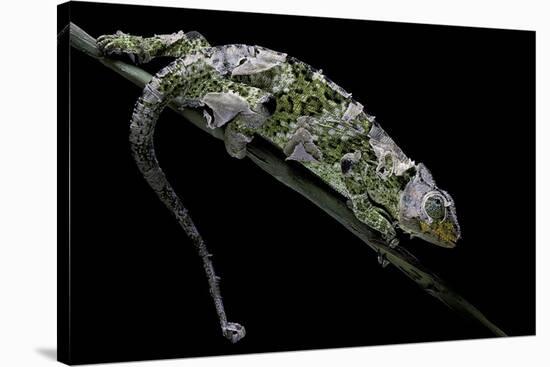 Chamaeleo Johnstoni (Johnston's Chameleon) - Shedding its Skin-Paul Starosta-Stretched Canvas