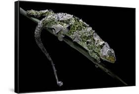 Chamaeleo Johnstoni (Johnston's Chameleon) - Shedding its Skin-Paul Starosta-Framed Stretched Canvas