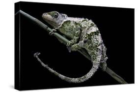 Chamaeleo Johnstoni (Johnston's Chameleon) - Shedding its Skin-Paul Starosta-Stretched Canvas