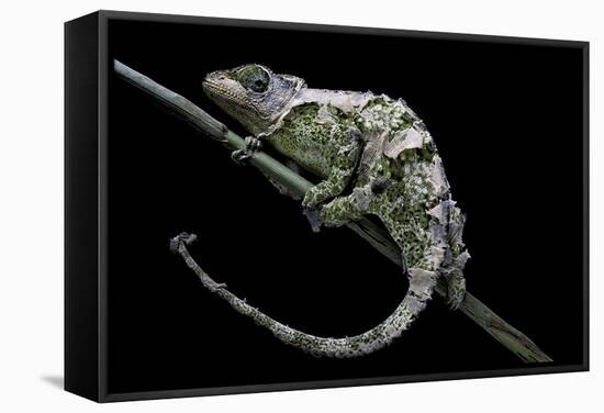 Chamaeleo Johnstoni (Johnston's Chameleon) - Shedding its Skin-Paul Starosta-Framed Stretched Canvas