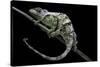 Chamaeleo Johnstoni (Johnston's Chameleon) - Shedding its Skin-Paul Starosta-Stretched Canvas