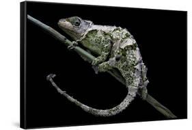 Chamaeleo Johnstoni (Johnston's Chameleon) - Shedding its Skin-Paul Starosta-Framed Stretched Canvas