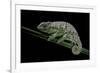 Chamaeleo Johnstoni (Johnston's Chameleon) - Shedding its Skin-Paul Starosta-Framed Photographic Print