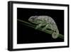 Chamaeleo Johnstoni (Johnston's Chameleon) - Shedding its Skin-Paul Starosta-Framed Photographic Print