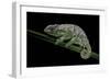 Chamaeleo Johnstoni (Johnston's Chameleon) - Shedding its Skin-Paul Starosta-Framed Photographic Print