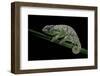 Chamaeleo Johnstoni (Johnston's Chameleon) - Shedding its Skin-Paul Starosta-Framed Photographic Print