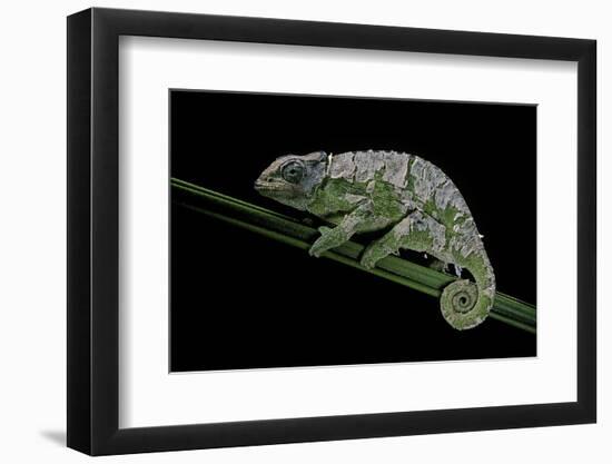 Chamaeleo Johnstoni (Johnston's Chameleon) - Shedding its Skin-Paul Starosta-Framed Photographic Print