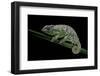 Chamaeleo Johnstoni (Johnston's Chameleon) - Shedding its Skin-Paul Starosta-Framed Photographic Print