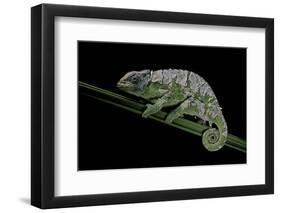 Chamaeleo Johnstoni (Johnston's Chameleon) - Shedding its Skin-Paul Starosta-Framed Photographic Print