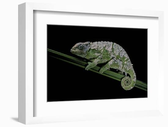 Chamaeleo Johnstoni (Johnston's Chameleon) - Shedding its Skin-Paul Starosta-Framed Photographic Print