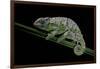 Chamaeleo Johnstoni (Johnston's Chameleon) - Shedding its Skin-Paul Starosta-Framed Photographic Print