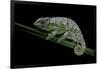 Chamaeleo Johnstoni (Johnston's Chameleon) - Shedding its Skin-Paul Starosta-Framed Photographic Print