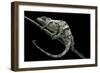 Chamaeleo Johnstoni (Johnston's Chameleon) - Shedding its Skin-Paul Starosta-Framed Photographic Print