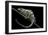 Chamaeleo Johnstoni (Johnston's Chameleon) - Shedding its Skin-Paul Starosta-Framed Photographic Print