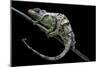 Chamaeleo Johnstoni (Johnston's Chameleon) - Shedding its Skin-Paul Starosta-Mounted Photographic Print